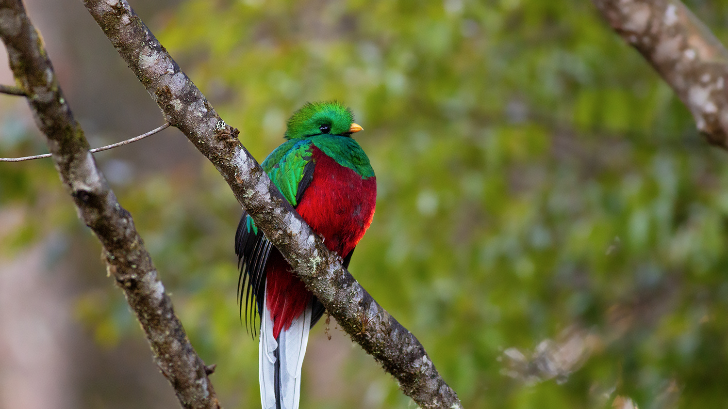 Resplendent Quetzal